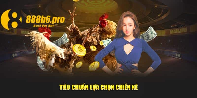 Tiêu chuẩn lựa chọn chiến kê cần phải kỹ càng, chi tiết