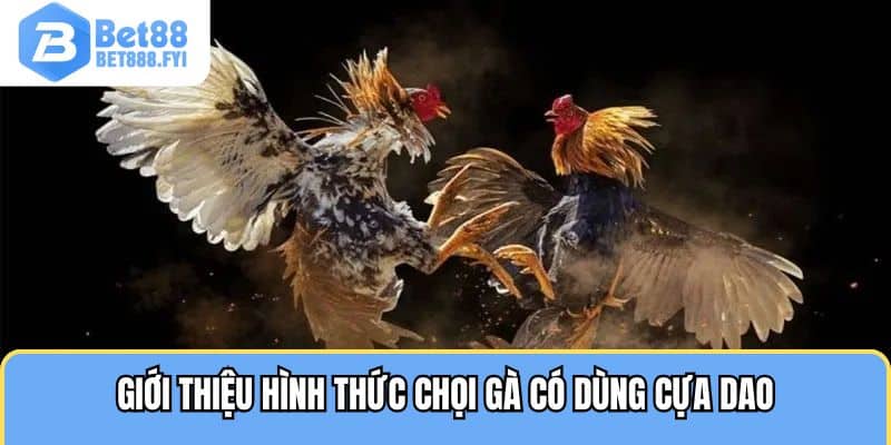 Giới thiệu hình thức chọi gà có dùng cựa dao