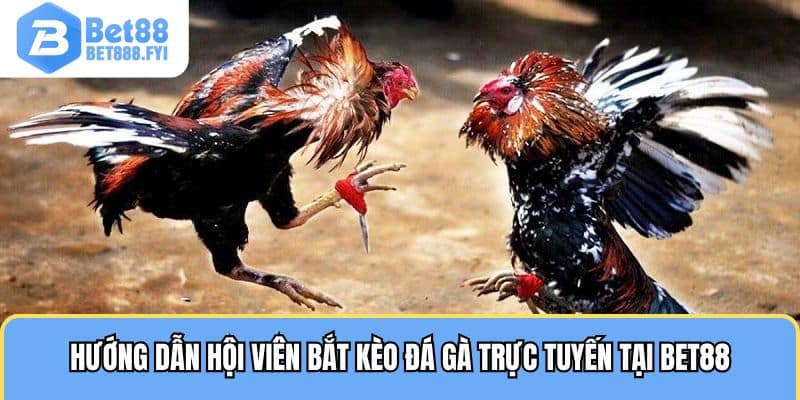 Hướng dẫn hội viên bắt kèo đá gà trực tuyến tại BET88